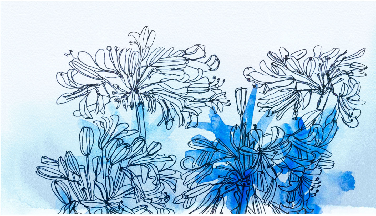 handdrawn picture of a agapanthus flower with blue watercolour accents
